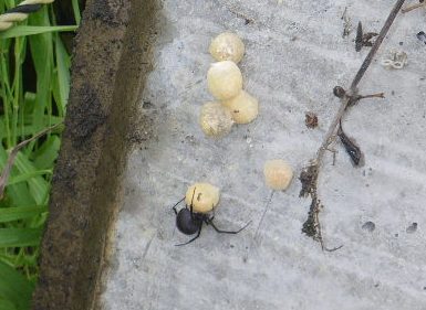 セアカゴケグモの卵のう
