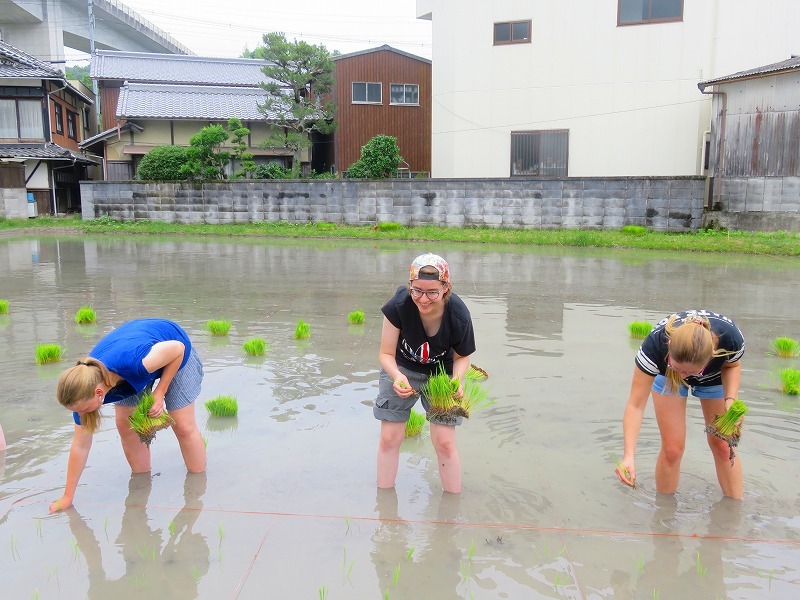 田植え