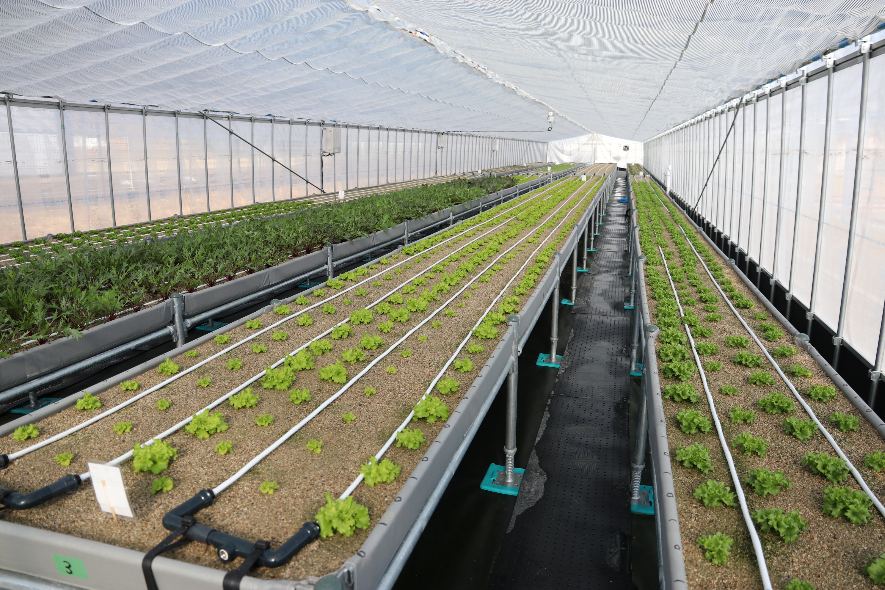 高床式砂栽培の写真