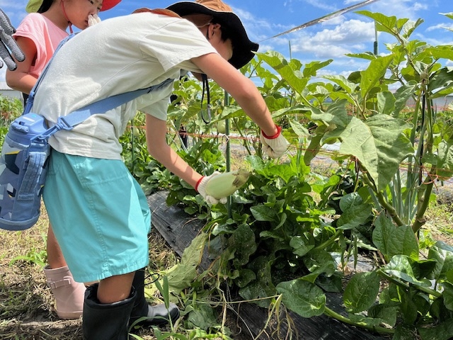 京都田辺茄子の収穫